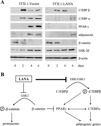 FIG. 8.