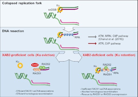 Graphical Abstract