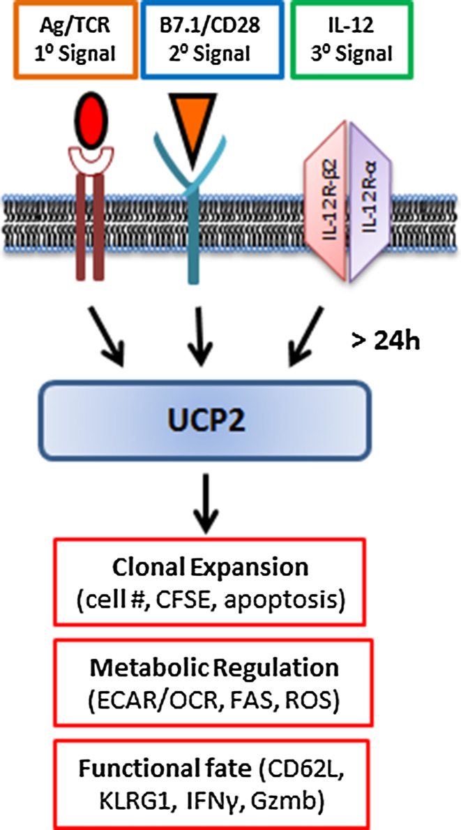 Fig. 3