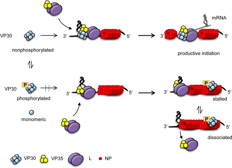 FIG 7