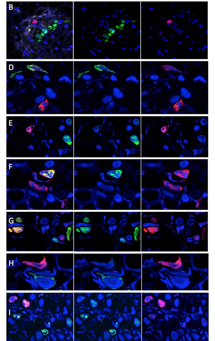 Figure 1—figure supplement 1.