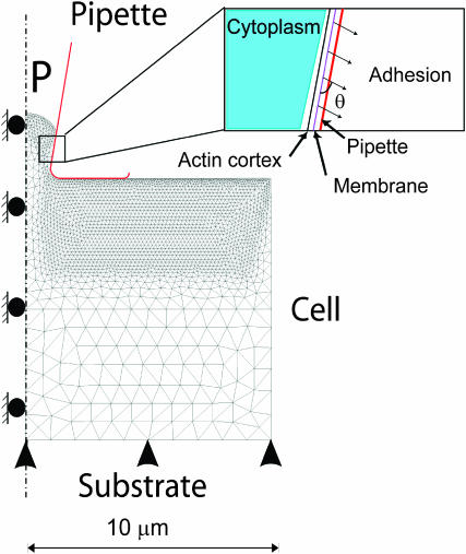 FIGURE 4