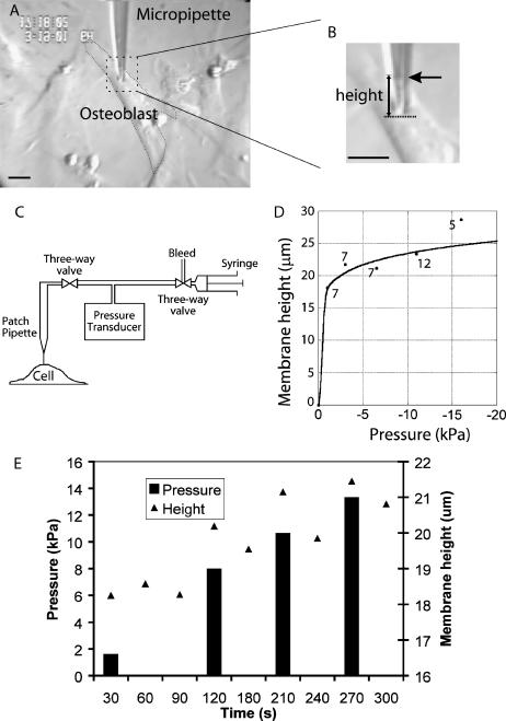 FIGURE 3