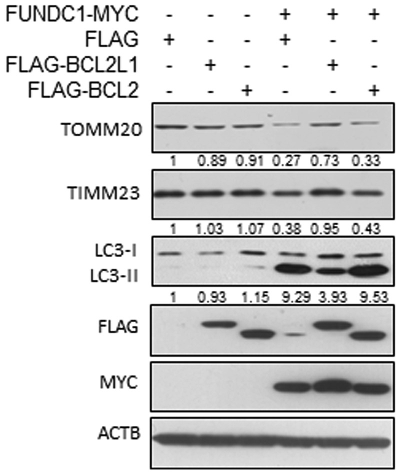 Fig. 1C
