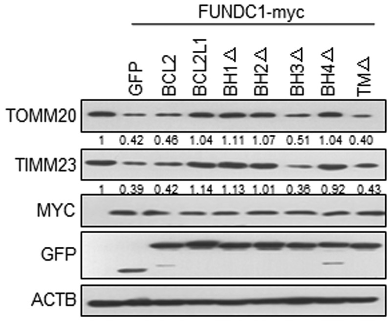 Fig. 2C
