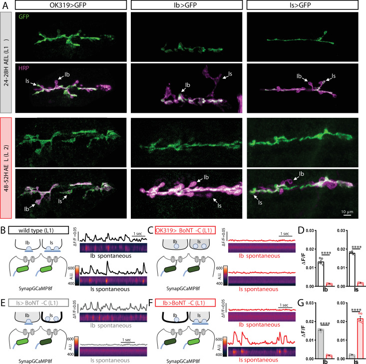 Figure 1—figure supplement 2.