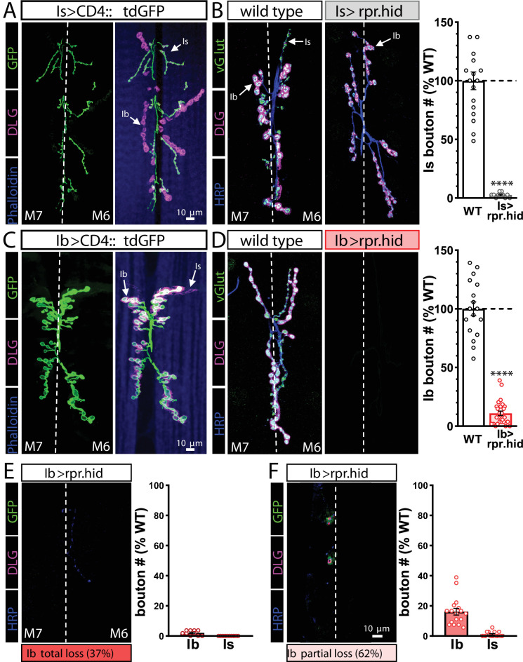 Figure 1—figure supplement 5.