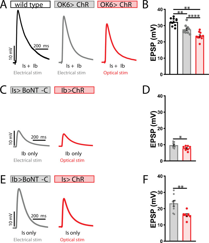 Figure 1—figure supplement 4.