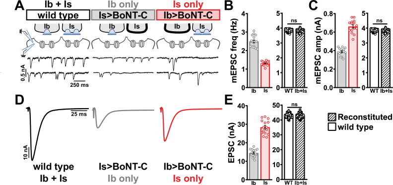 Figure 7—figure supplement 1.