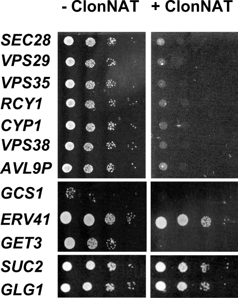 FIGURE 4.