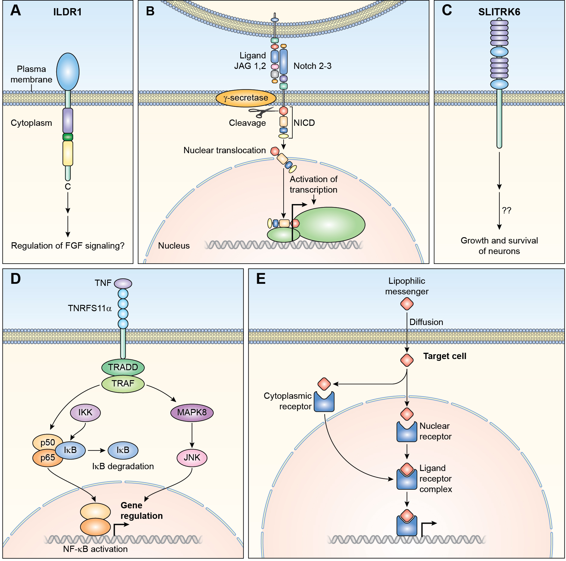 FIGURE 4.