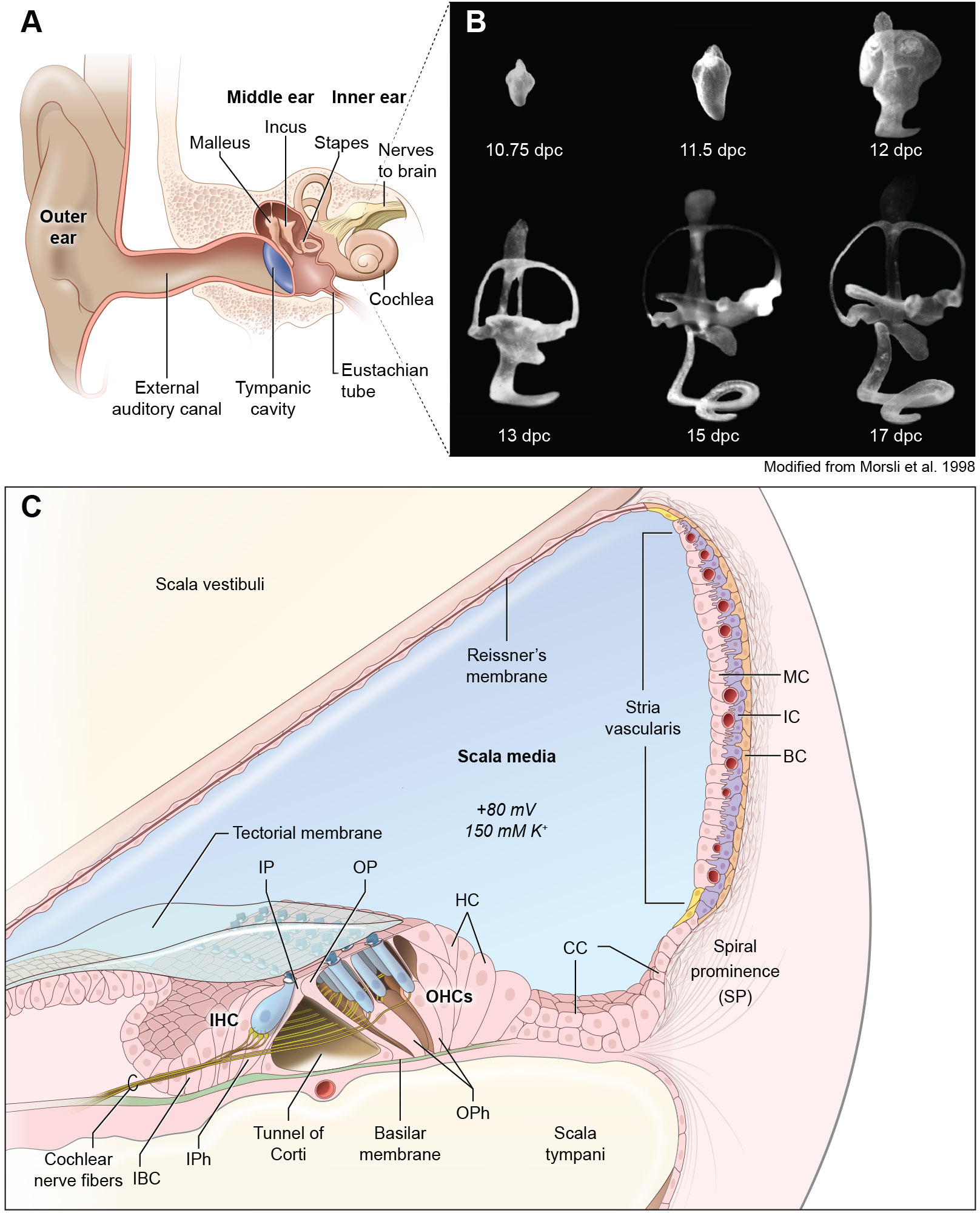 FIGURE 1.