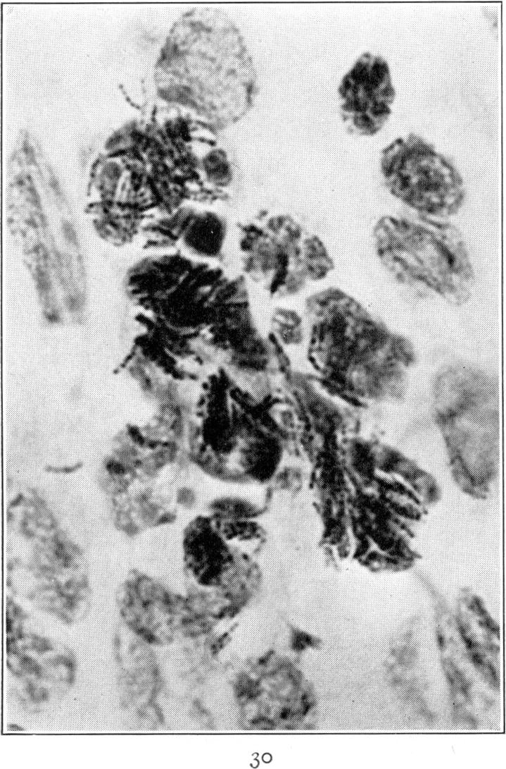 Fig. 30