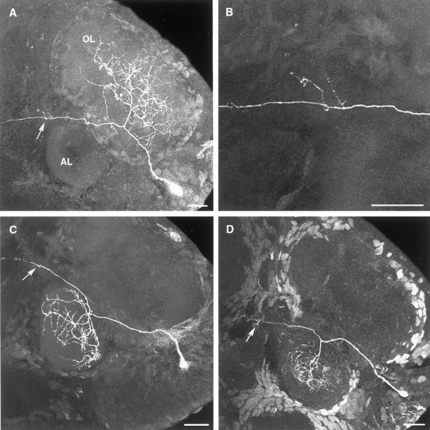 Fig. 2.