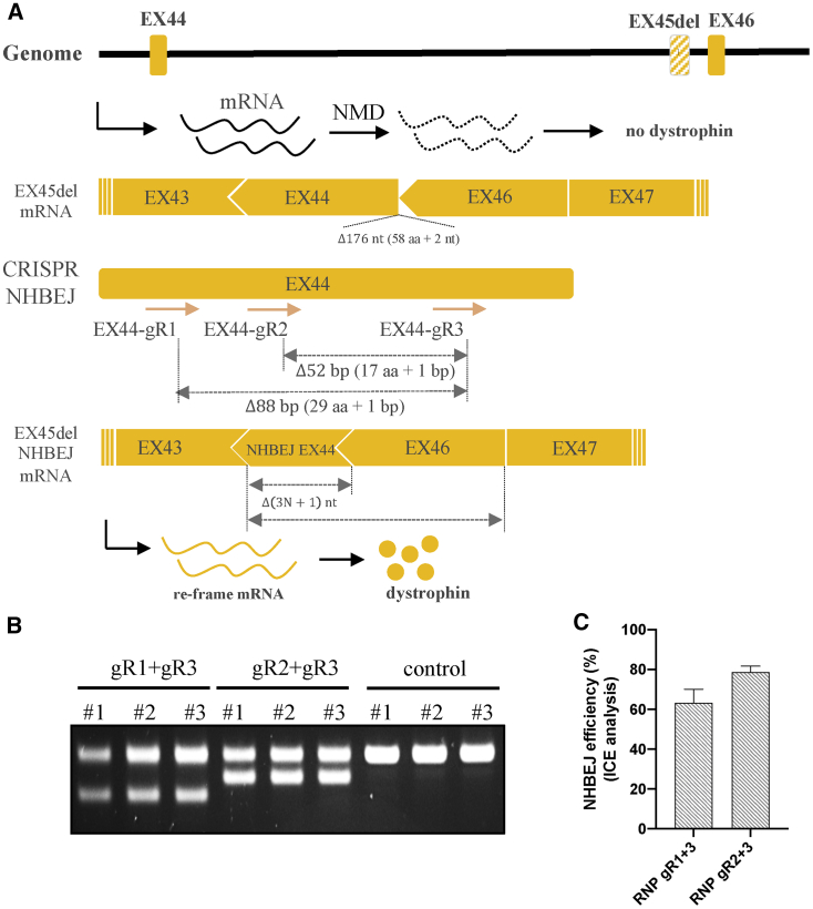 Figure 6