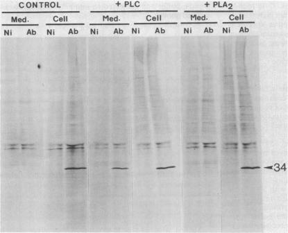 graphic file with name pnas00258-0296-a.jpg