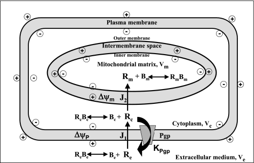 Fig. 6.