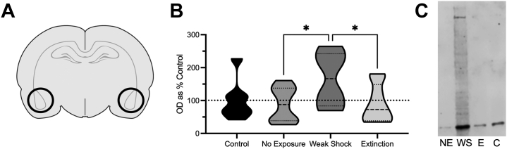 Figure 5