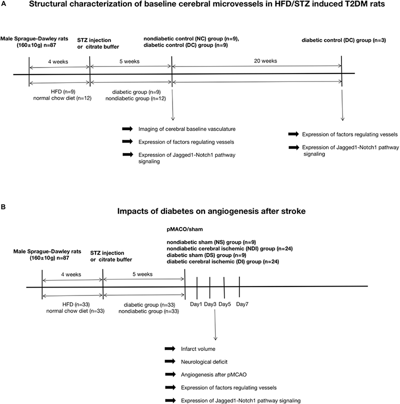 graphic file with name fphys-12-687947-i001.jpg