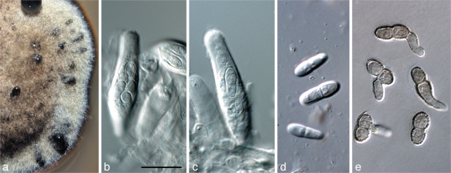 Fig. 10