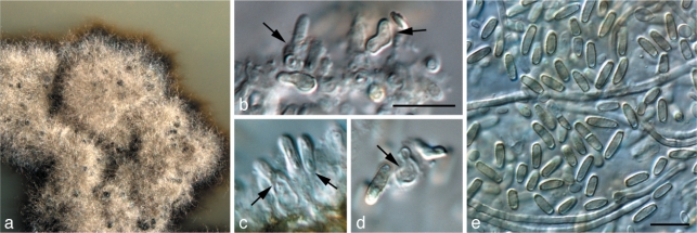 Fig. 13