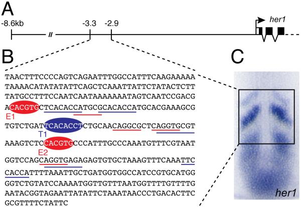 Fig.1