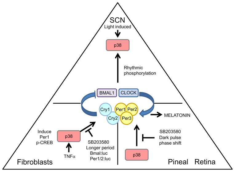 Figure 1.6