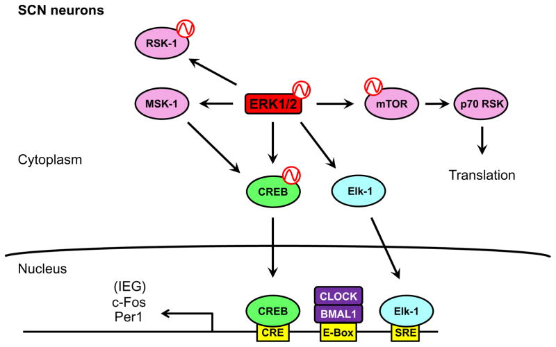 Figure 1.5