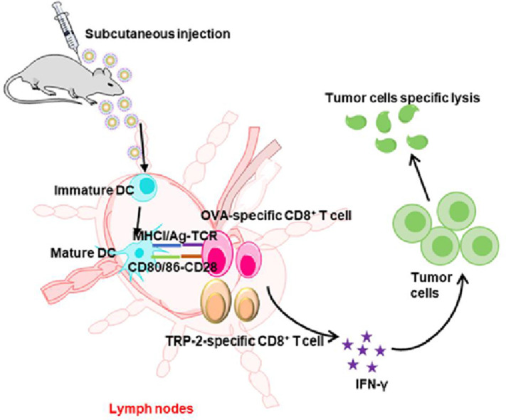 Image, graphical abstract