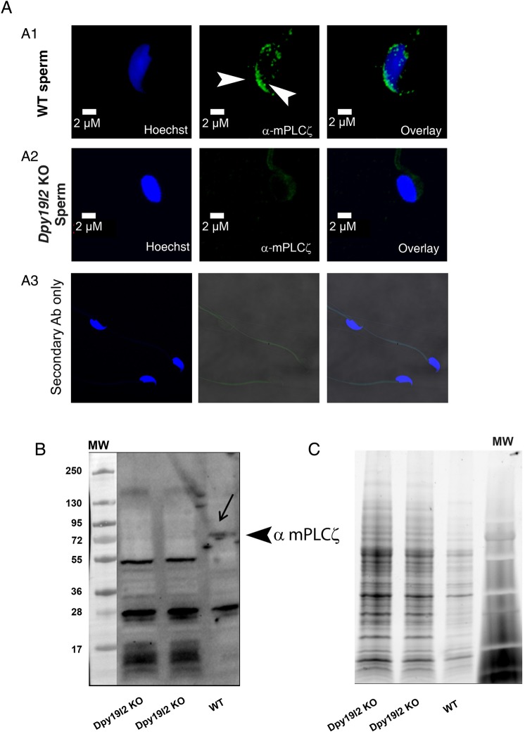 Figure 2.