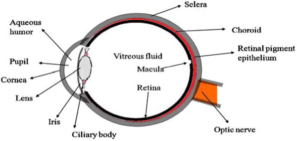 Fig. 1