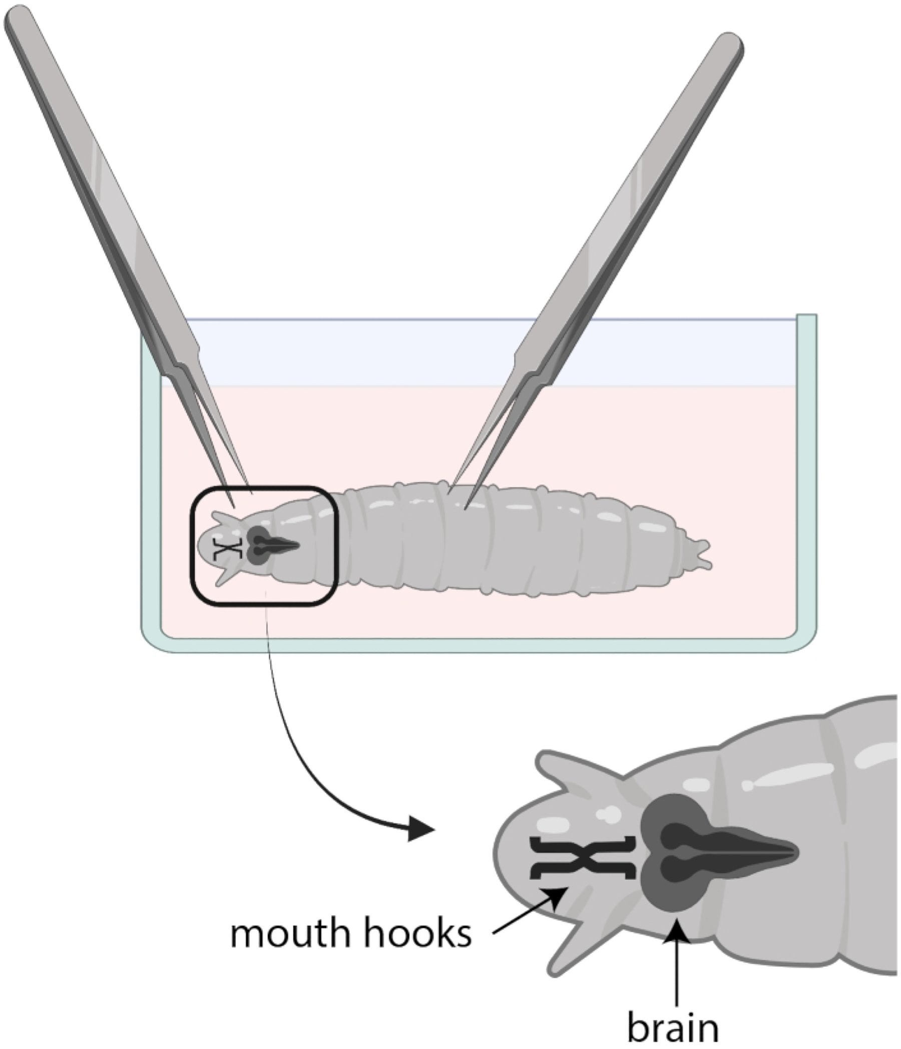 Figure 3: