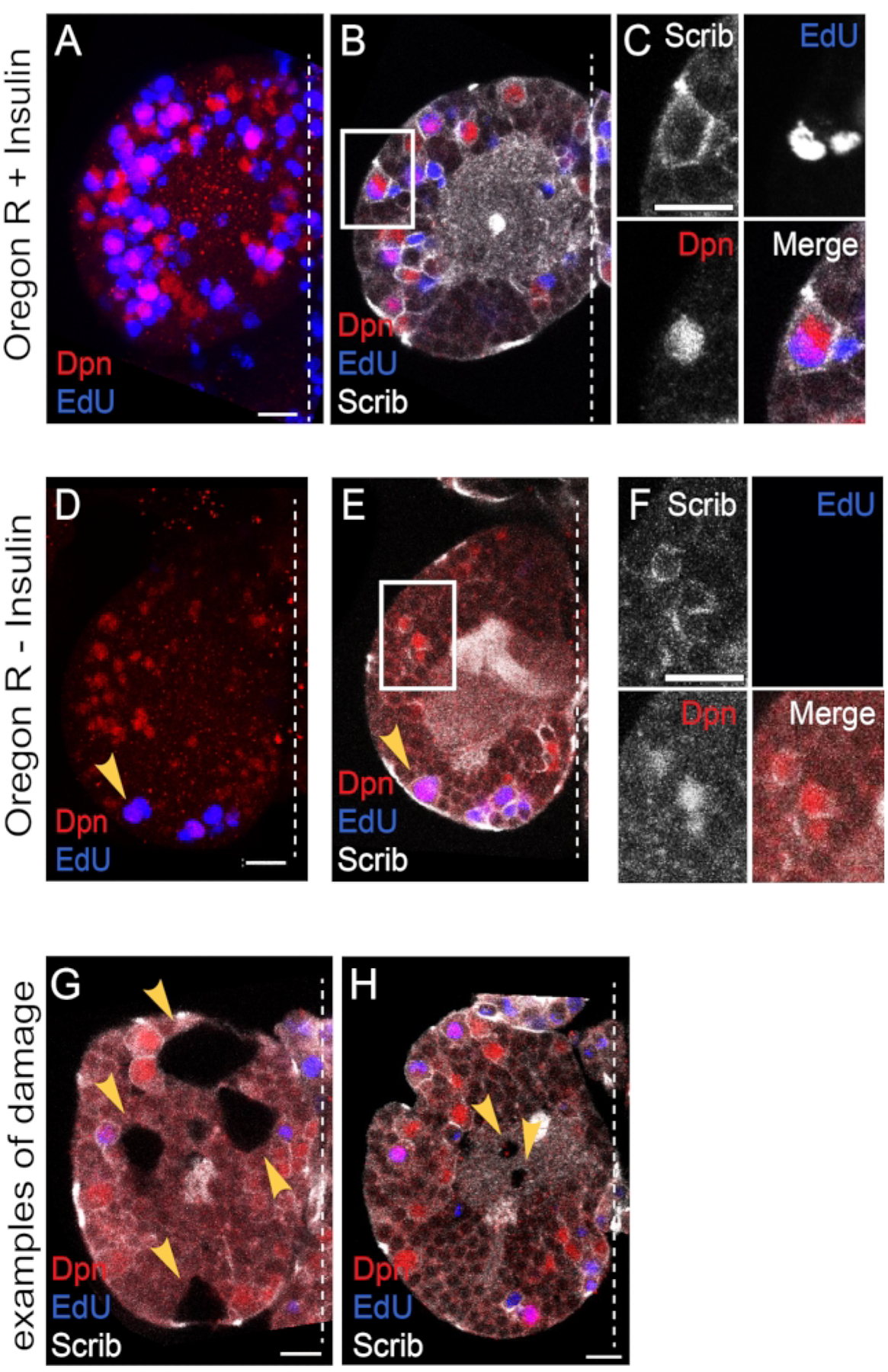 Figure 6: