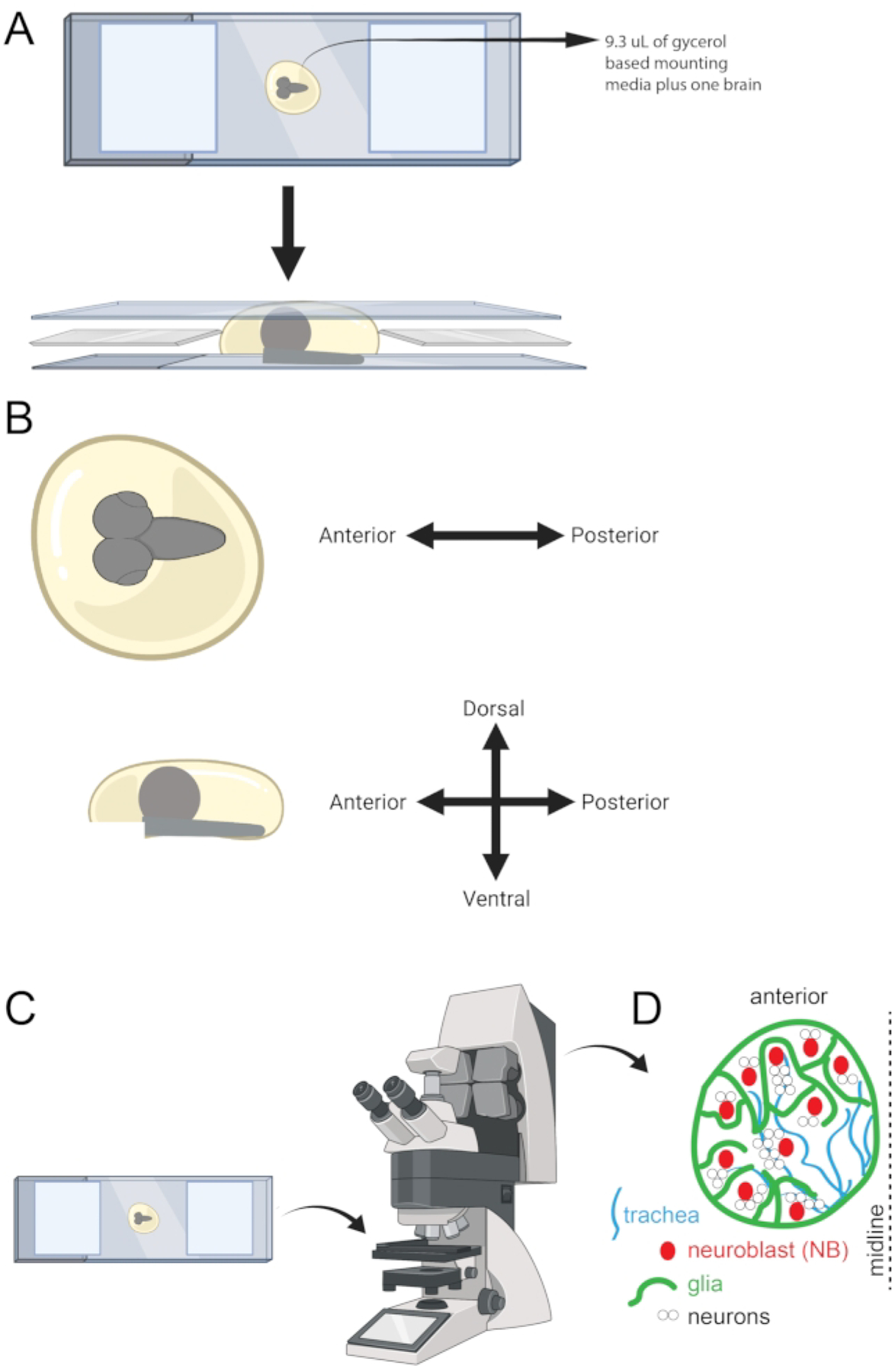 Figure 5: