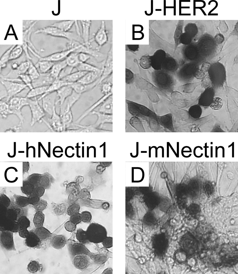 FIG. 2.