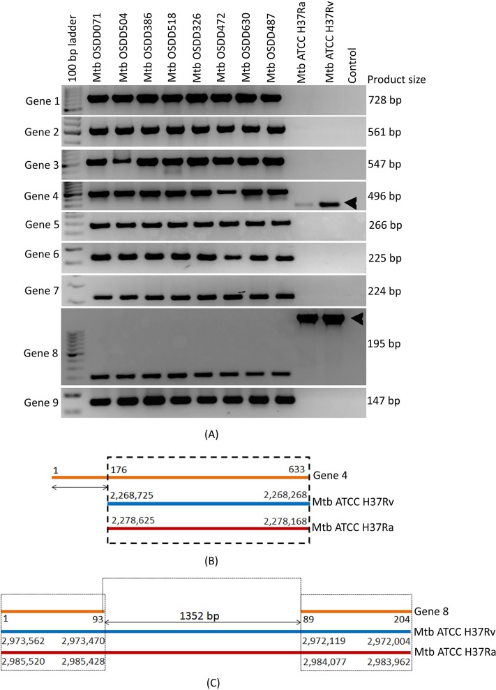 Fig 8