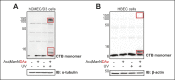 Figure 1—figure supplement 1.