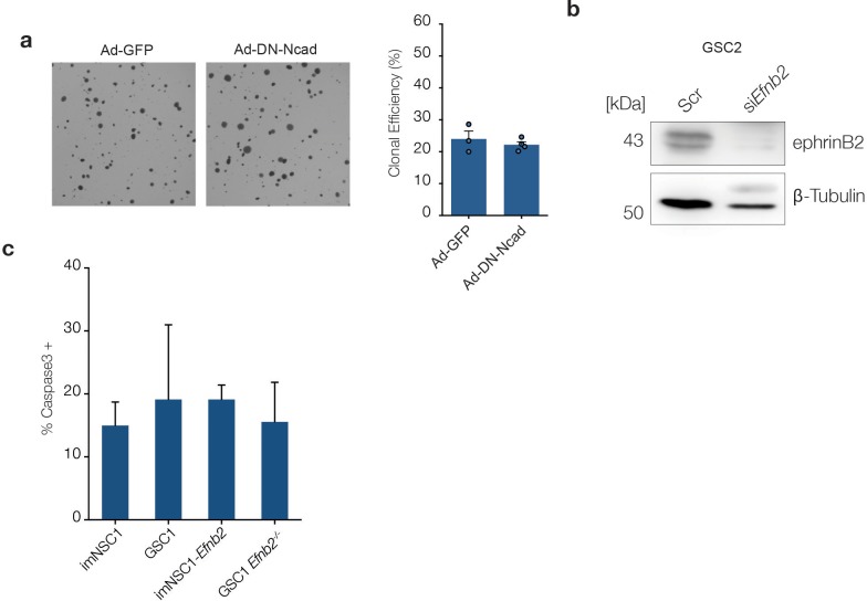 Figure 4—figure supplement 1.