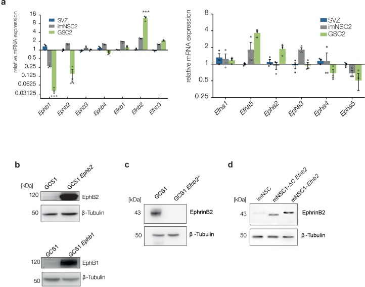 Figure 2—figure supplement 1.