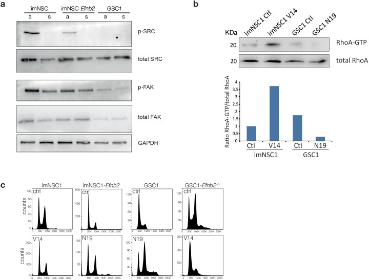 Figure 5—figure supplement 1.