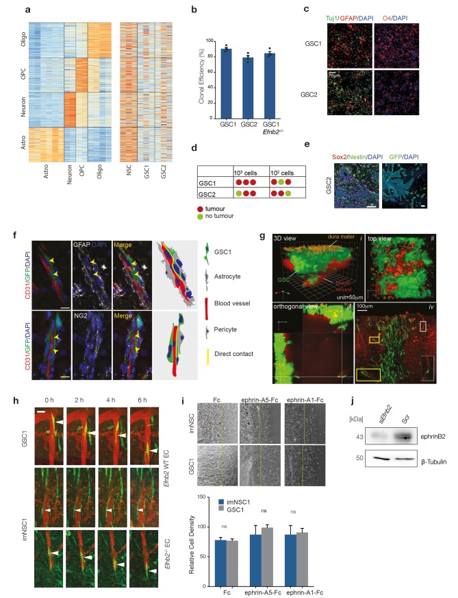 Figure 1—figure supplement 1.