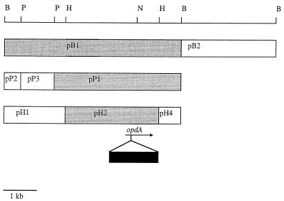 FIG. 1.