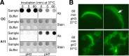FIG 6