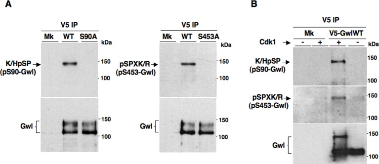 Figure 2—figure supplement 1.