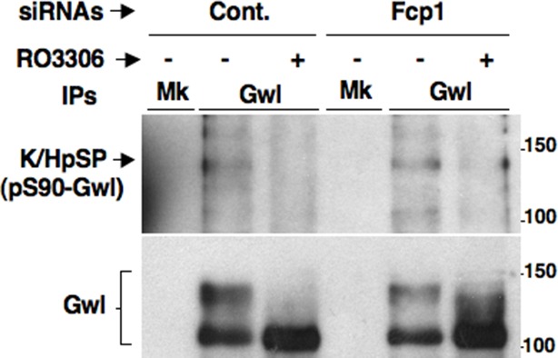 Figure 2—figure supplement 2.