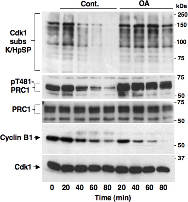 Figure 1—figure supplement 2.