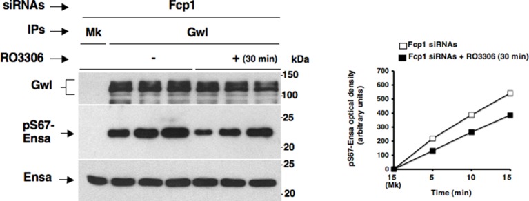 Figure 4—figure supplement 2.