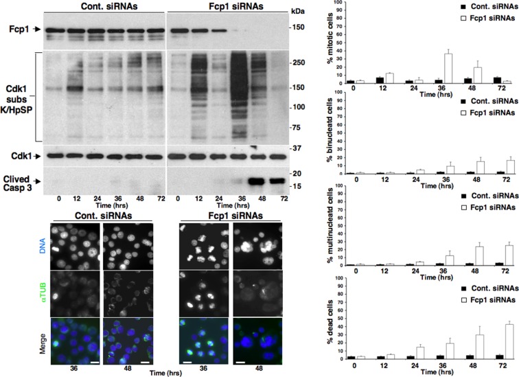 Figure 1—figure supplement 4.