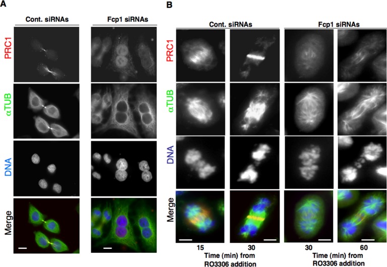 Figure 1—figure supplement 3.