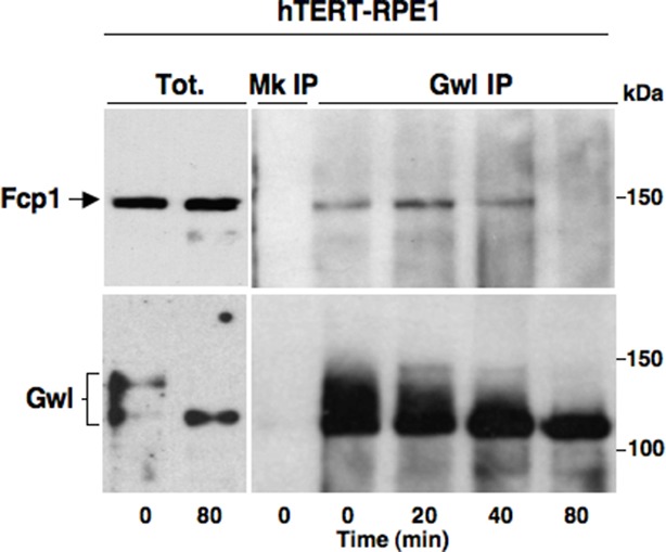 Figure 3—figure supplement 1.